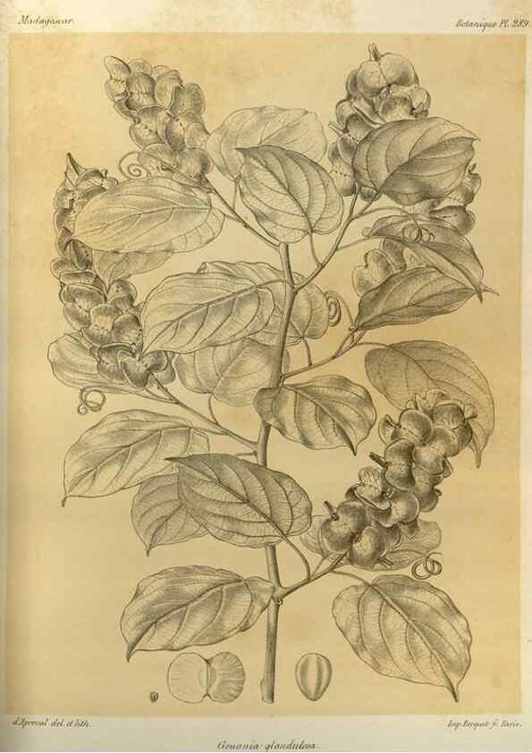 Reproducción/Reproduction 49786035556: Histoire physique, naturelle, et politique de Madagascar. Paris :Impr. nationale,1885-. 