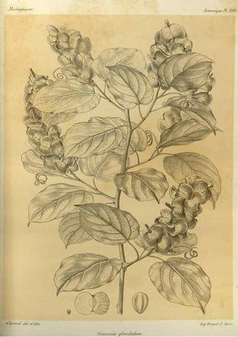 Reproducción/Reproduction 49786035556: Histoire physique, naturelle, et politique de Madagascar. Paris :Impr. nationale,1885-. 