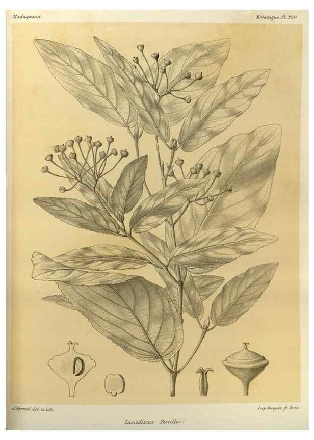 Reproducción/Reproduction 49786355802: Histoire physique, naturelle, et politique de Madagascar. Paris :Impr. nationale,1885-. 