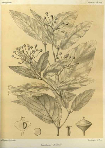 Reproducción/Reproduction 49786355802: Histoire physique, naturelle, et politique de Madagascar. Paris :Impr. nationale,1885-. 
