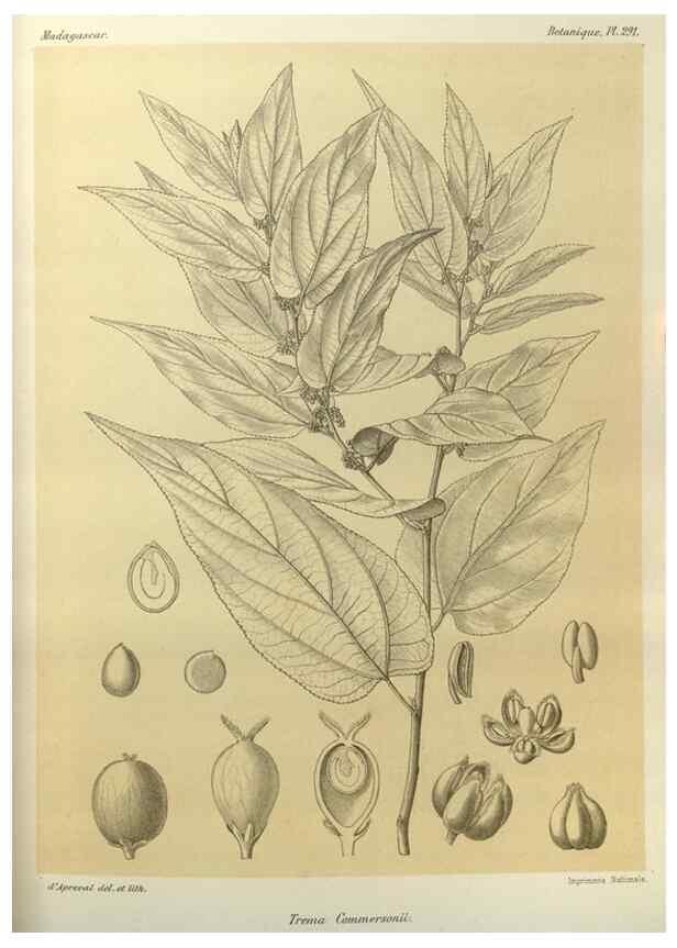 Reproducción/Reproduction 49785498118: Histoire physique, naturelle, et politique de Madagascar. Paris :Impr. nationale,1885-. 