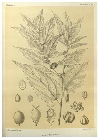 Reproducción/Reproduction 49785498118: Histoire physique, naturelle, et politique de Madagascar. Paris :Impr. nationale,1885-. 