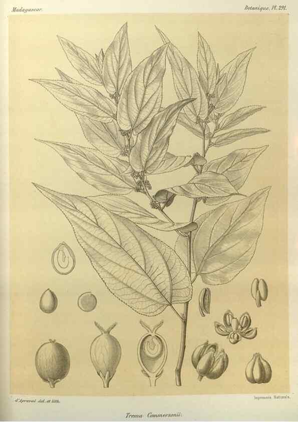 Reproducción/Reproduction 49785498118: Histoire physique, naturelle, et politique de Madagascar. Paris :Impr. nationale,1885-. 