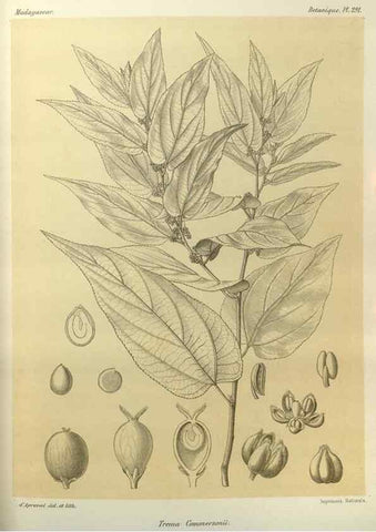 Reproducción/Reproduction 49785498118: Histoire physique, naturelle, et politique de Madagascar. Paris :Impr. nationale,1885-. 