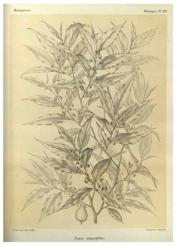 Reproducción/Reproduction 49786356342: Histoire physique, naturelle, et politique de Madagascar. Paris :Impr. nationale,1885-. 