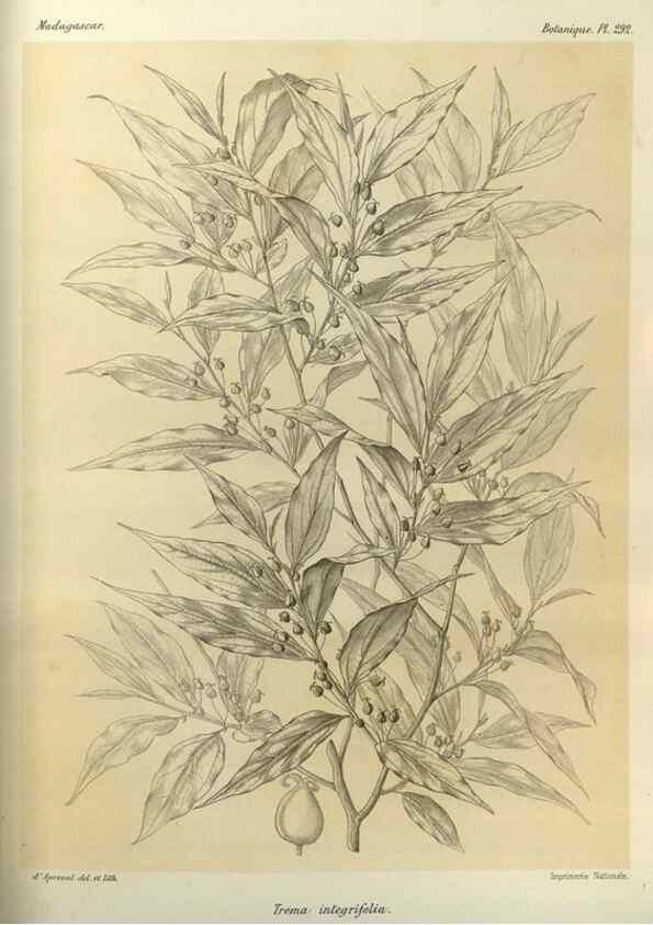 Reproducción/Reproduction 49786356342: Histoire physique, naturelle, et politique de Madagascar. Paris :Impr. nationale,1885-. 