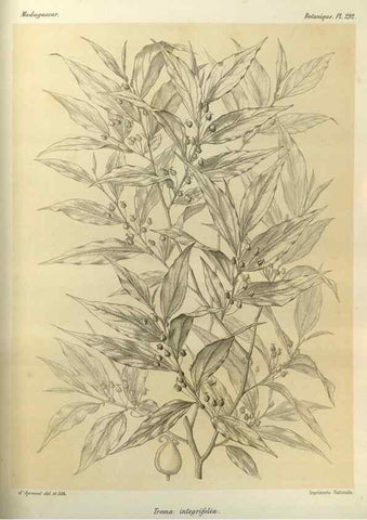 Reproducción/Reproduction 49786356342: Histoire physique, naturelle, et politique de Madagascar. Paris :Impr. nationale,1885-. 
