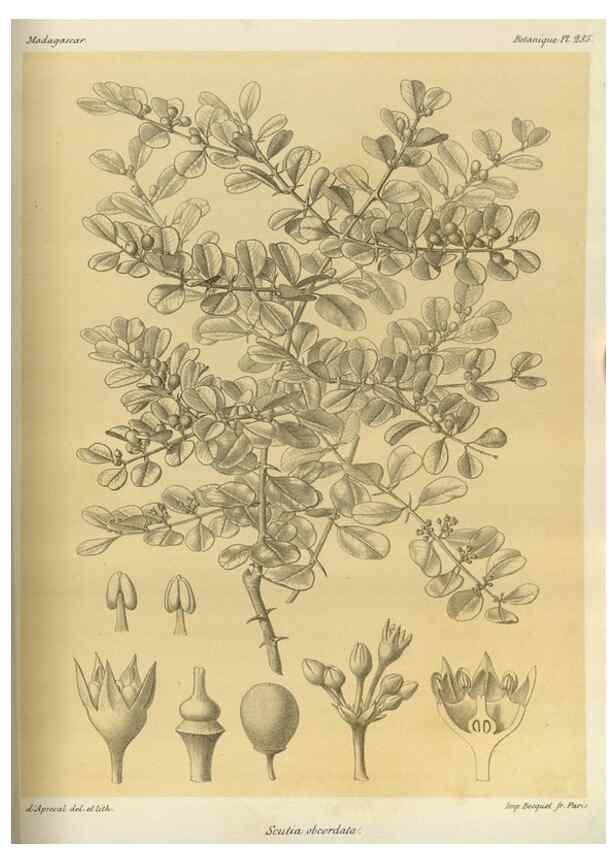 Reproducción/Reproduction 49786034436: Histoire physique, naturelle, et politique de Madagascar. Paris :Impr. nationale,1885-. 