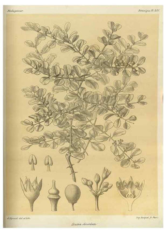 Reproducción/Reproduction 49786034436: Histoire physique, naturelle, et politique de Madagascar. Paris :Impr. nationale,1885-. 