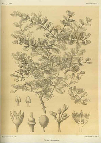 Reproducción/Reproduction 49786034436: Histoire physique, naturelle, et politique de Madagascar. Paris :Impr. nationale,1885-. 