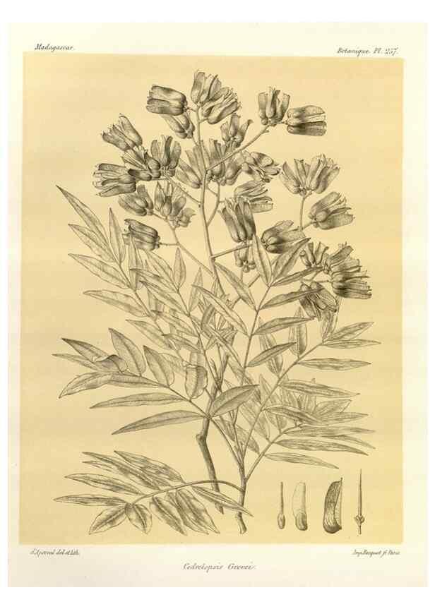 Reproducción/Reproduction 49785408108: Histoire physique, naturelle, et politique de Madagascar. Paris :Impr. nationale,1885-. 