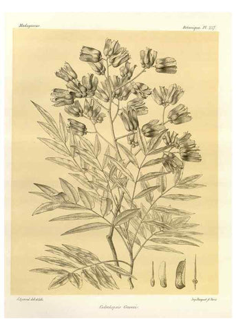Reproducción/Reproduction 49785408108: Histoire physique, naturelle, et politique de Madagascar. Paris :Impr. nationale,1885-. 