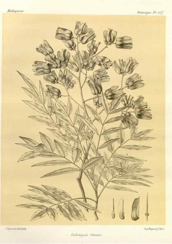 Reproducción/Reproduction 49785408108: Histoire physique, naturelle, et politique de Madagascar. Paris :Impr. nationale,1885-. 