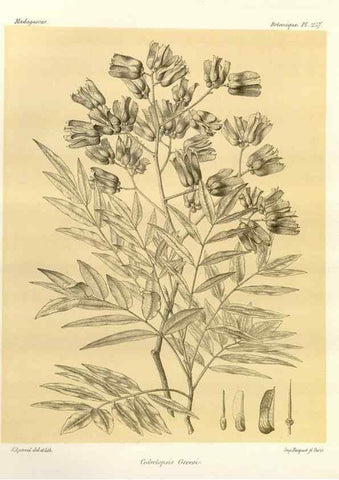 Reproducción/Reproduction 49785408108: Histoire physique, naturelle, et politique de Madagascar. Paris :Impr. nationale,1885-. 