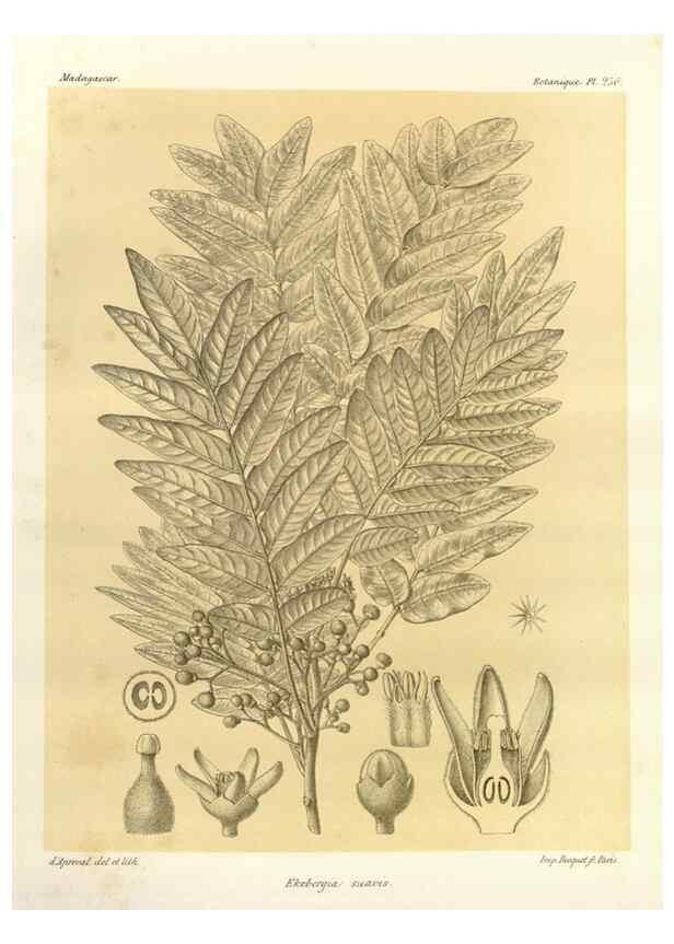 Reproducción/Reproduction 49786265337: Histoire physique, naturelle, et politique de Madagascar. Paris :Impr. nationale,1885-. 