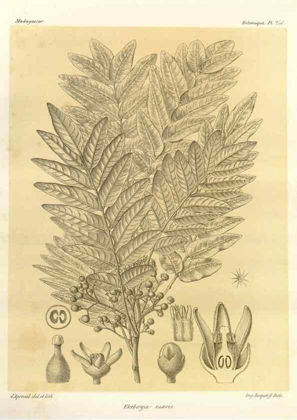 Reproducción/Reproduction 49786265337: Histoire physique, naturelle, et politique de Madagascar. Paris :Impr. nationale,1885-. 