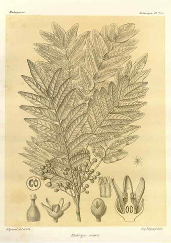 Reproducción/Reproduction 49786265337: Histoire physique, naturelle, et politique de Madagascar. Paris :Impr. nationale,1885-. 