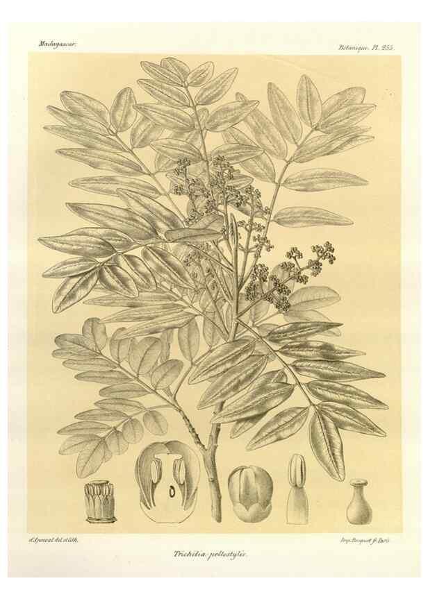 Reproducción/Reproduction 49785944431: Histoire physique, naturelle, et politique de Madagascar. Paris :Impr. nationale,1885-. 