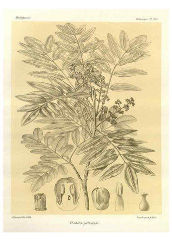 Reproducción/Reproduction 49785944431: Histoire physique, naturelle, et politique de Madagascar. Paris :Impr. nationale,1885-. 