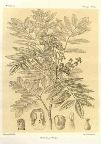 Reproducción/Reproduction 49785944431: Histoire physique, naturelle, et politique de Madagascar. Paris :Impr. nationale,1885-. 