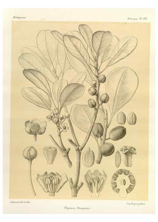 Reproducción/Reproduction 49786247437: Histoire physique, naturelle, et politique de Madagascar. Paris :Impr. nationale,1885-. 