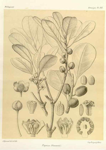 Reproducción/Reproduction 49786247437: Histoire physique, naturelle, et politique de Madagascar. Paris :Impr. nationale,1885-. 