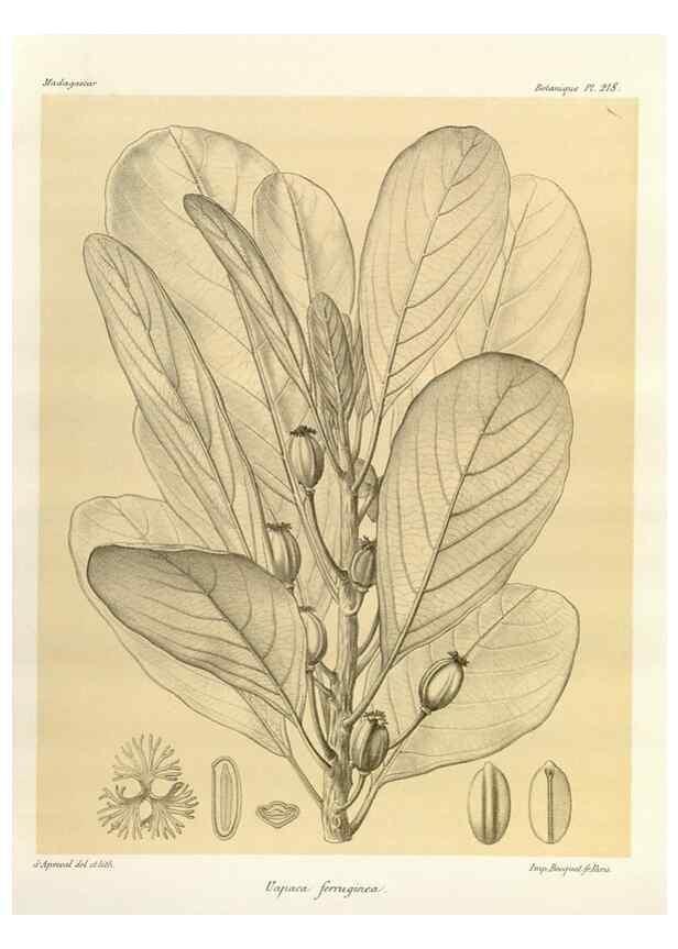 Reproducción/Reproduction 49786247662: Histoire physique, naturelle, et politique de Madagascar. Paris :Impr. nationale,1885-. 
