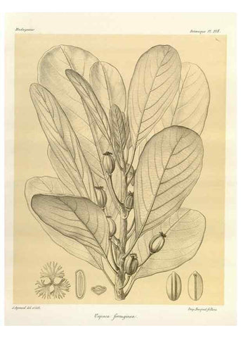 Reproducción/Reproduction 49786247662: Histoire physique, naturelle, et politique de Madagascar. Paris :Impr. nationale,1885-. 