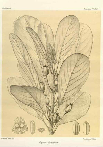 Reproducción/Reproduction 49786247662: Histoire physique, naturelle, et politique de Madagascar. Paris :Impr. nationale,1885-. 