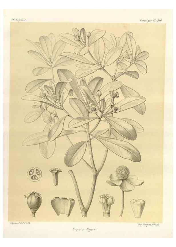 Reproducción/Reproduction 49785389758: Histoire physique, naturelle, et politique de Madagascar. Paris :Impr. nationale,1885-. 