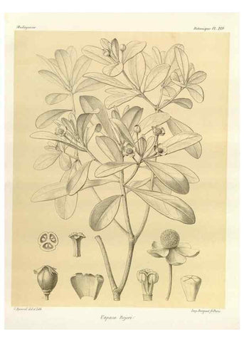 Reproducción/Reproduction 49785389758: Histoire physique, naturelle, et politique de Madagascar. Paris :Impr. nationale,1885-. 