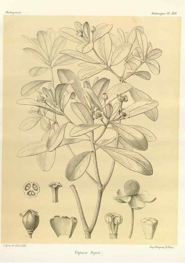 Reproducción/Reproduction 49785389758: Histoire physique, naturelle, et politique de Madagascar. Paris :Impr. nationale,1885-. 