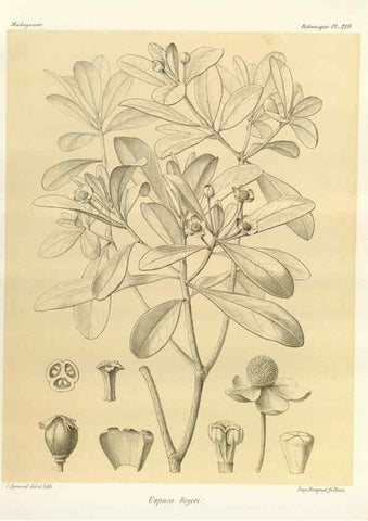 Reproducción/Reproduction 49785389758: Histoire physique, naturelle, et politique de Madagascar. Paris :Impr. nationale,1885-. 