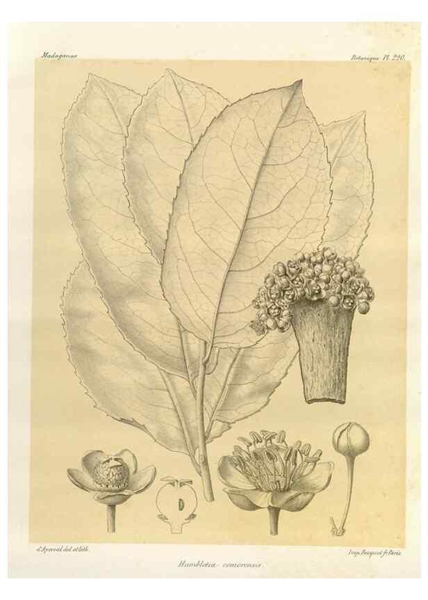 Reproducción/Reproduction 49785927541: Histoire physique, naturelle, et politique de Madagascar. Paris :Impr. nationale,1885-. 