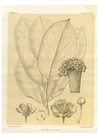 Reproducción/Reproduction 49785927541: Histoire physique, naturelle, et politique de Madagascar. Paris :Impr. nationale,1885-. 