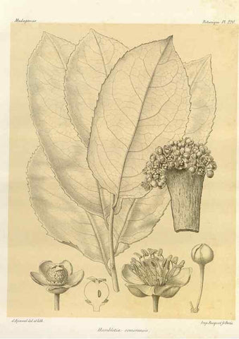 Reproducción/Reproduction 49785927541: Histoire physique, naturelle, et politique de Madagascar. Paris :Impr. nationale,1885-. 