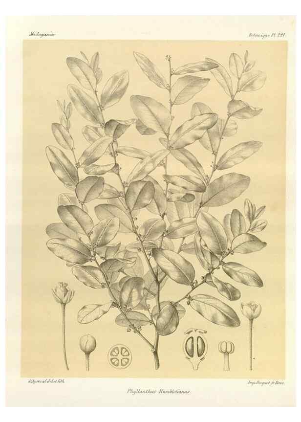 Reproducción/Reproduction 49785927971: Histoire physique, naturelle, et politique de Madagascar. Paris :Impr. nationale,1885-. 