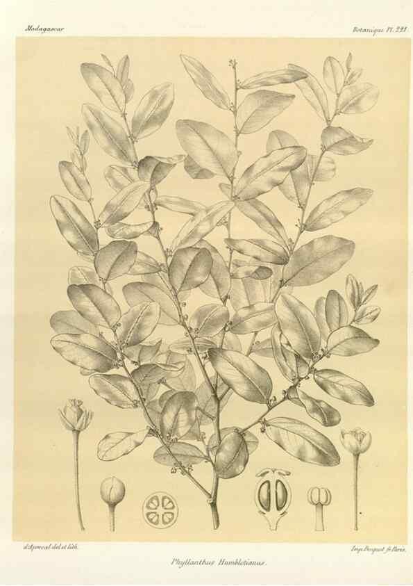 Reproducción/Reproduction 49785927971: Histoire physique, naturelle, et politique de Madagascar. Paris :Impr. nationale,1885-. 