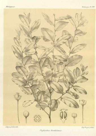 Reproducción/Reproduction 49785927971: Histoire physique, naturelle, et politique de Madagascar. Paris :Impr. nationale,1885-. 