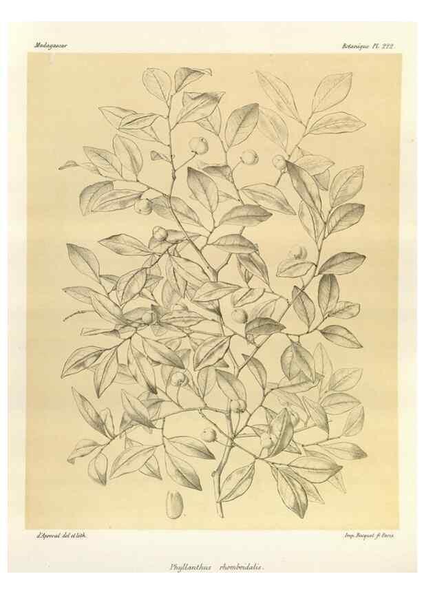 Reproducción/Reproduction 49785928266: Histoire physique, naturelle, et politique de Madagascar. Paris :Impr. nationale,1885-. 
