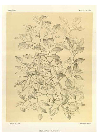 Reproducción/Reproduction 49785928266: Histoire physique, naturelle, et politique de Madagascar. Paris :Impr. nationale,1885-. 