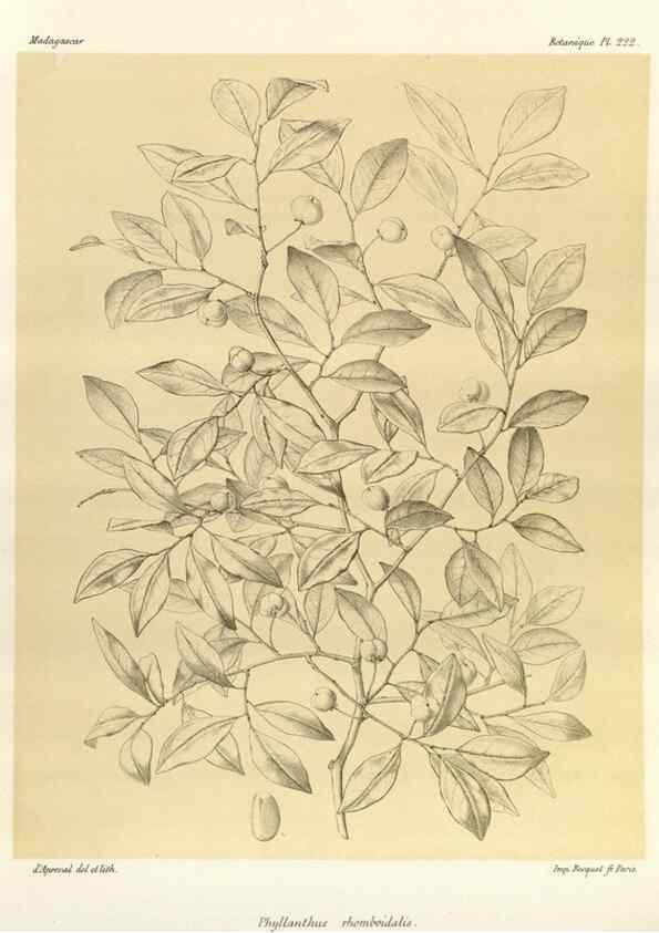 Reproducción/Reproduction 49785928266: Histoire physique, naturelle, et politique de Madagascar. Paris :Impr. nationale,1885-. 