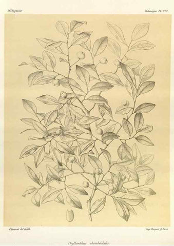 Reproducción/Reproduction 49785928266: Histoire physique, naturelle, et politique de Madagascar. Paris :Impr. nationale,1885-. 