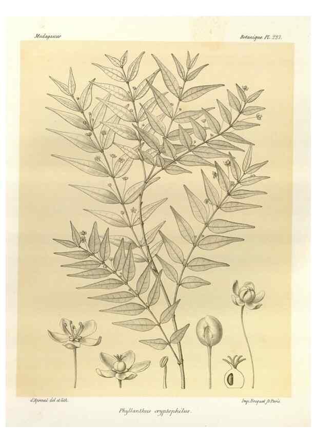 Reproducción/Reproduction 49785928471: Histoire physique, naturelle, et politique de Madagascar. Paris :Impr. nationale,1885-. 
