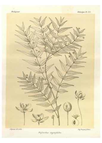 Reproducción/Reproduction 49785928471: Histoire physique, naturelle, et politique de Madagascar. Paris :Impr. nationale,1885-. 