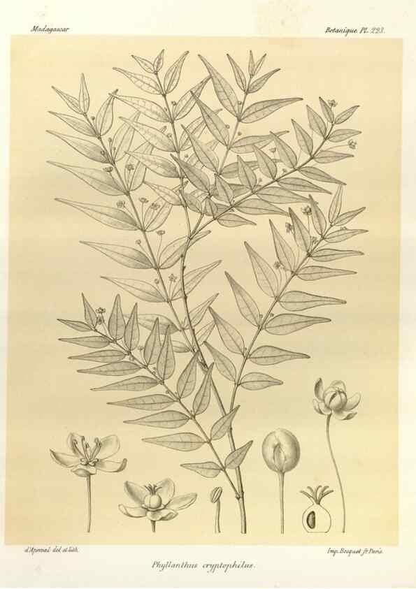 Reproducción/Reproduction 49785928471: Histoire physique, naturelle, et politique de Madagascar. Paris :Impr. nationale,1885-. 