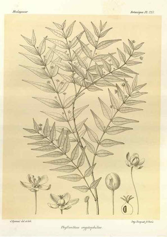 Reproducción/Reproduction 49785928471: Histoire physique, naturelle, et politique de Madagascar. Paris :Impr. nationale,1885-. 