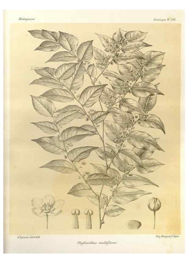 Reproducción/Reproduction 49785391368: Histoire physique, naturelle, et politique de Madagascar. Paris :Impr. nationale,1885-. 