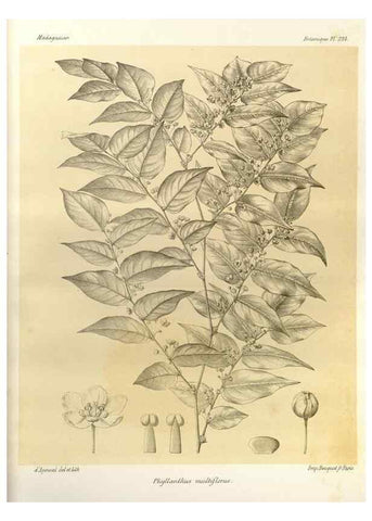 Reproducción/Reproduction 49785391368: Histoire physique, naturelle, et politique de Madagascar. Paris :Impr. nationale,1885-. 