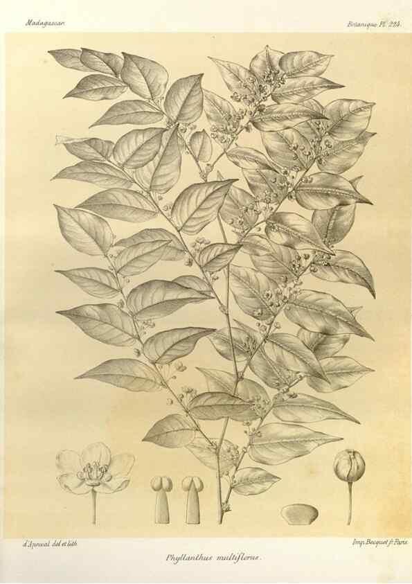 Reproducción/Reproduction 49785391368: Histoire physique, naturelle, et politique de Madagascar. Paris :Impr. nationale,1885-. 